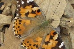 Papillon Aspe